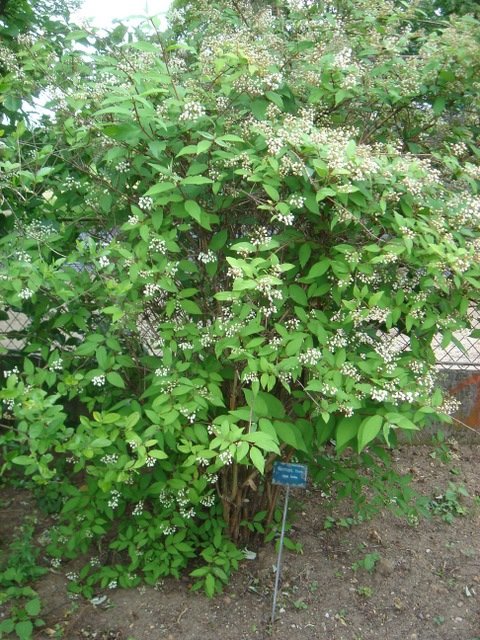 Deutzia mollis P1A